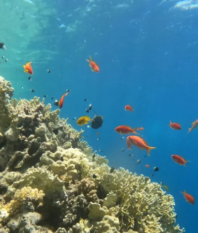 Egypte : Marsa Shagra