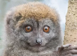 Madagascar : Best of du Grand Nord